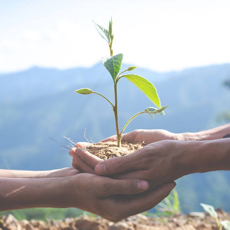 Growth and development in clinical practice